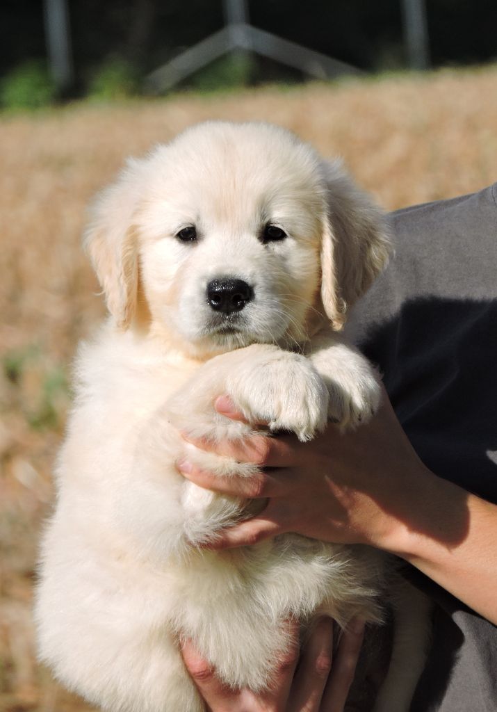 Elevage Valentin Imperadori - Eleveur De Chiens Golden Retriever