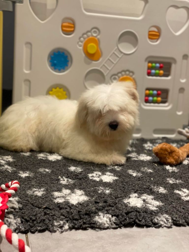 Elixir d'Aydoilles - Chiot disponible  - Coton de Tulear