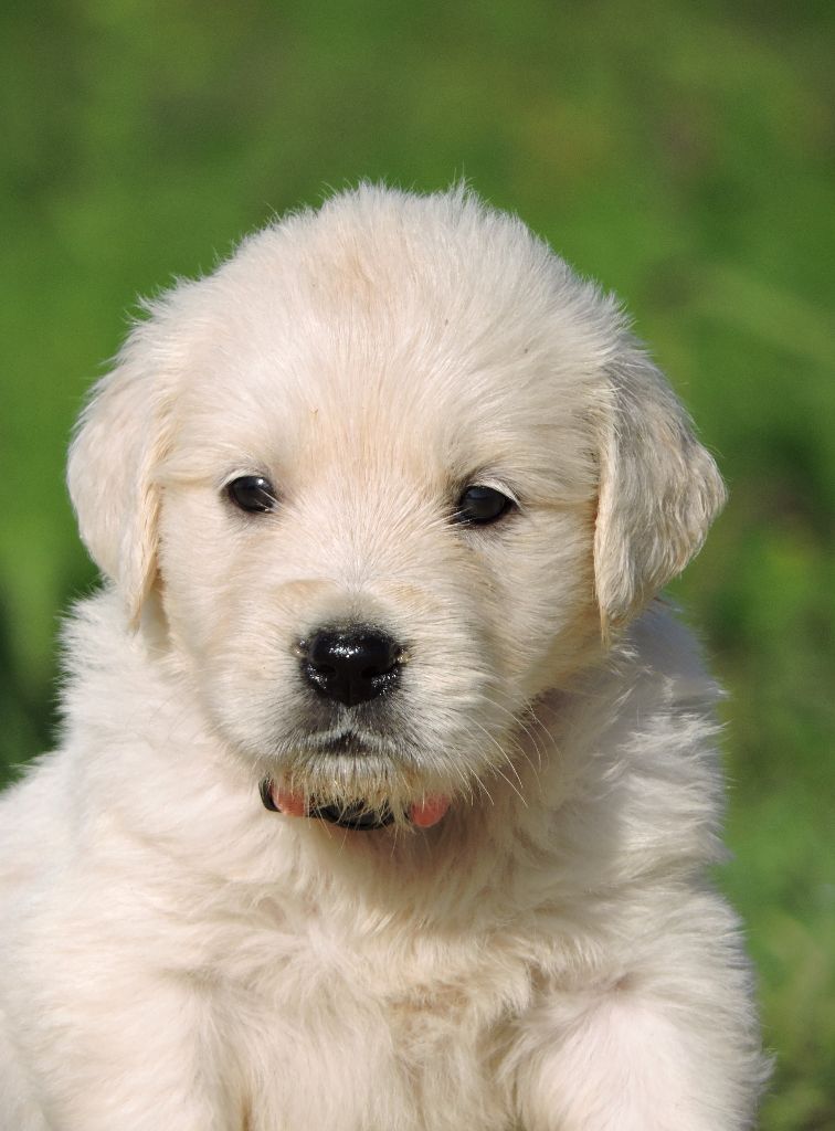 Elixir d'Aydoilles - Chiot disponible  - Golden Retriever