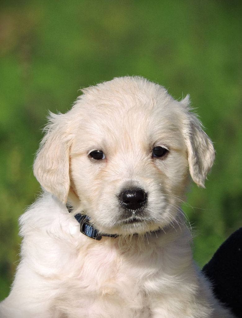 Elixir d'Aydoilles - Chiot disponible  - Golden Retriever