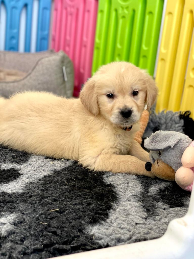 Elixir d'Aydoilles - Chiot disponible  - Golden Retriever