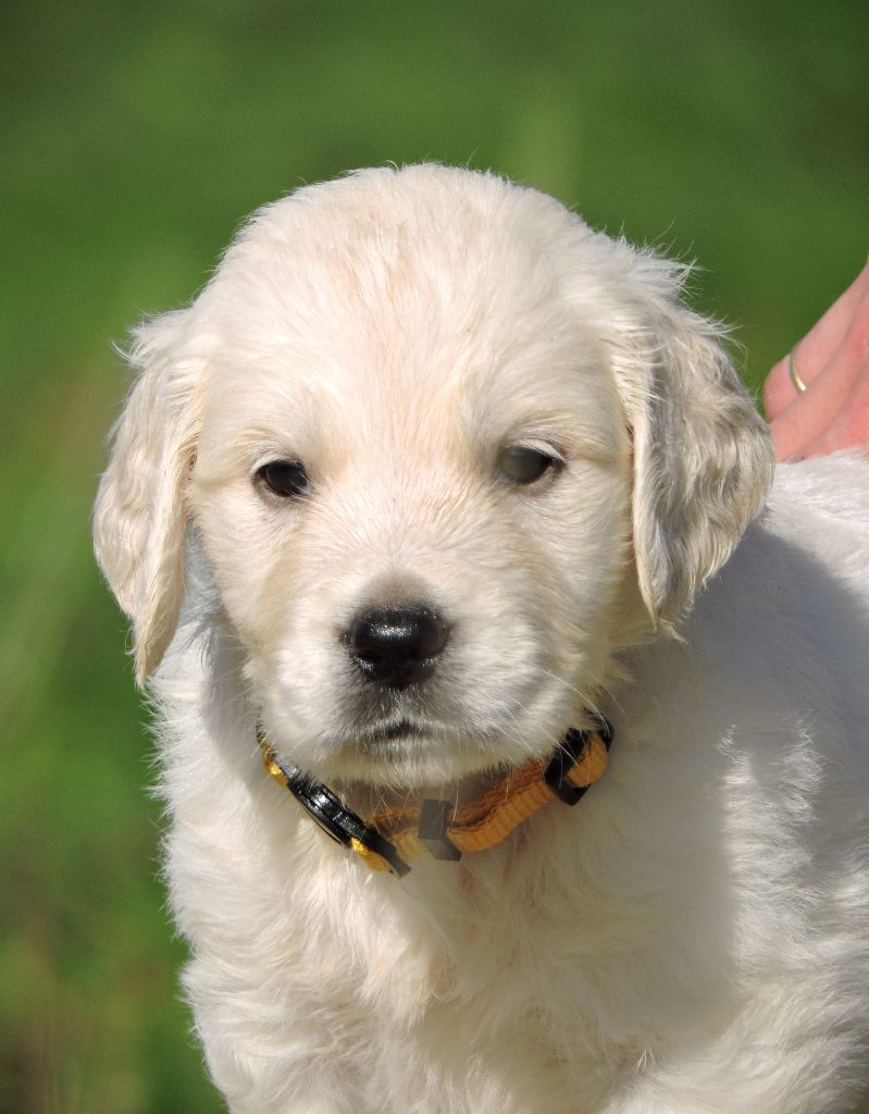 Elixir d'Aydoilles - Chiot disponible  - Golden Retriever