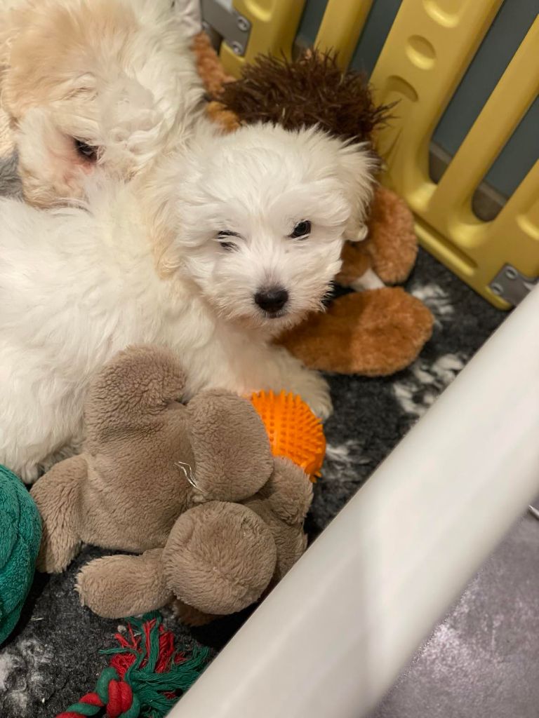 Elixir d'Aydoilles - Chiot disponible  - Coton de Tulear