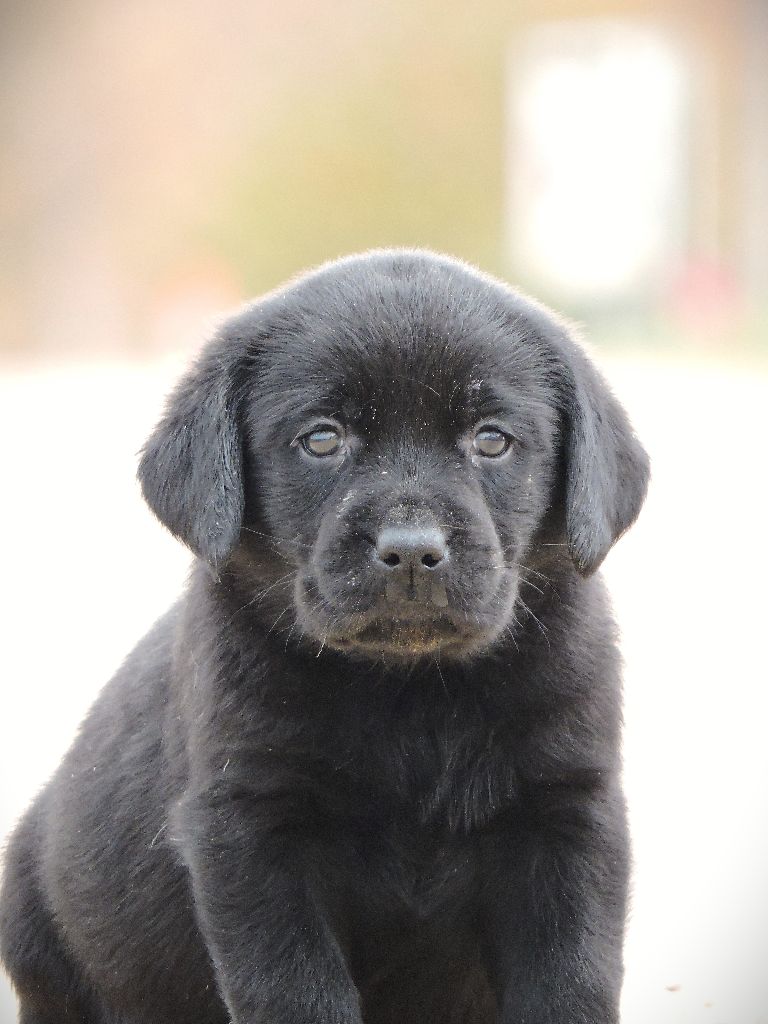 Elixir d'Aydoilles - Chiot disponible  - Labrador Retriever