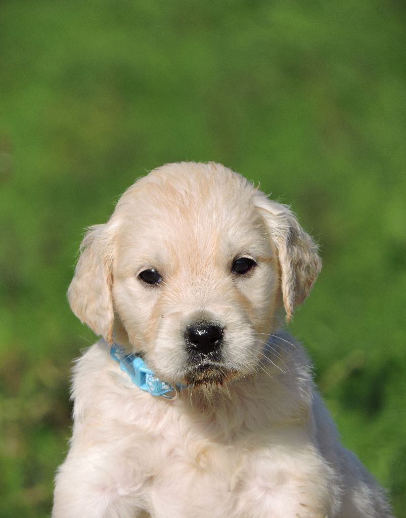 Elixir d'Aydoilles - Chiot disponible  - Golden Retriever