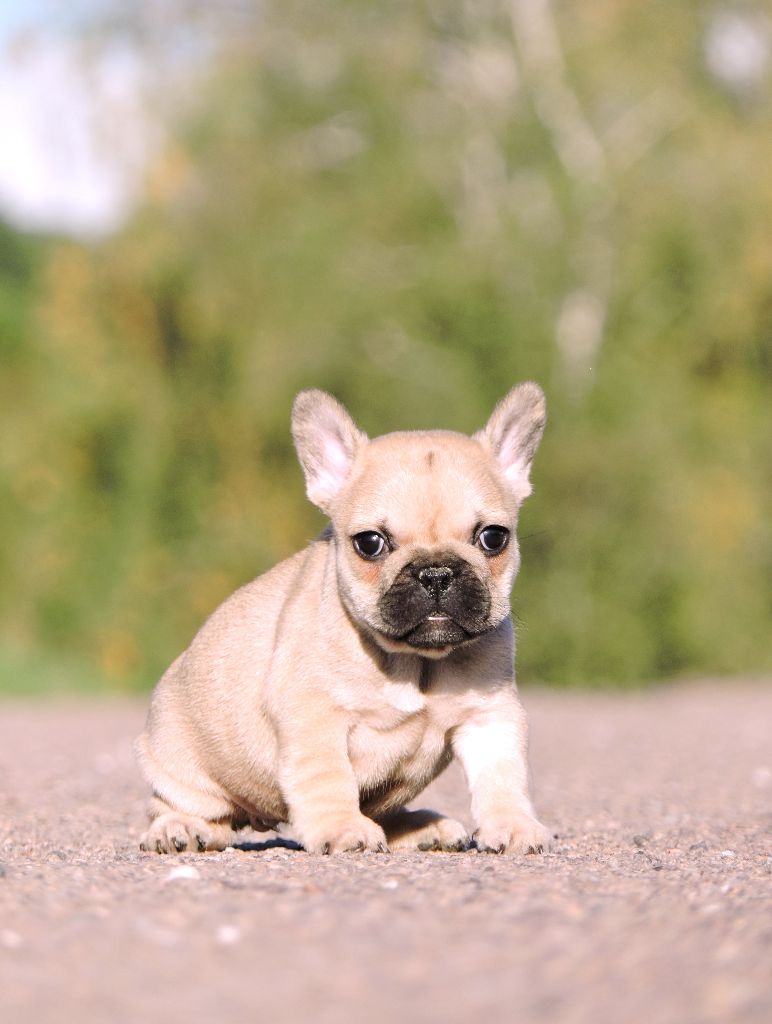 chiot Bouledogue français Elixir d'Aydoilles