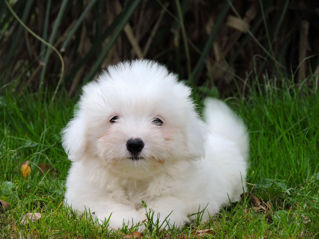 Elixir d'Aydoilles - Chiot disponible  - Coton de Tulear