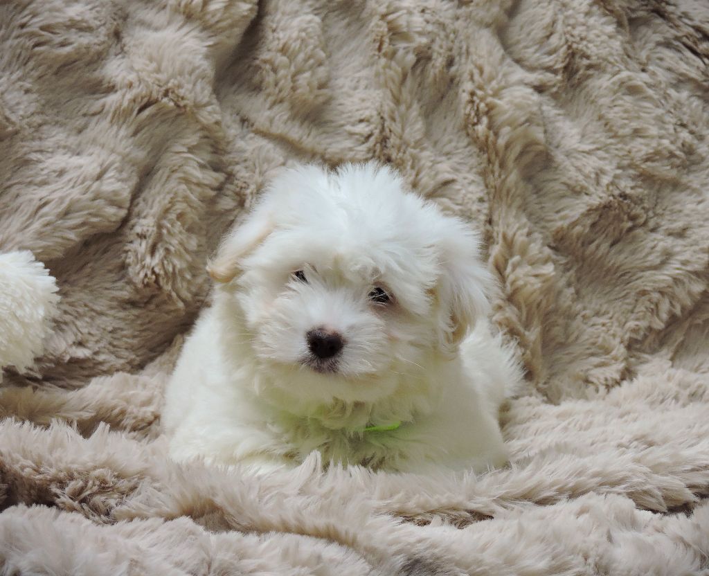 Elixir d'Aydoilles - Chiot disponible  - Coton de Tulear