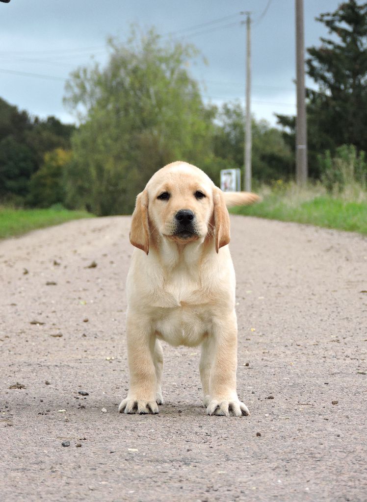 Elixir d'Aydoilles - Chiot disponible  - Labrador Retriever