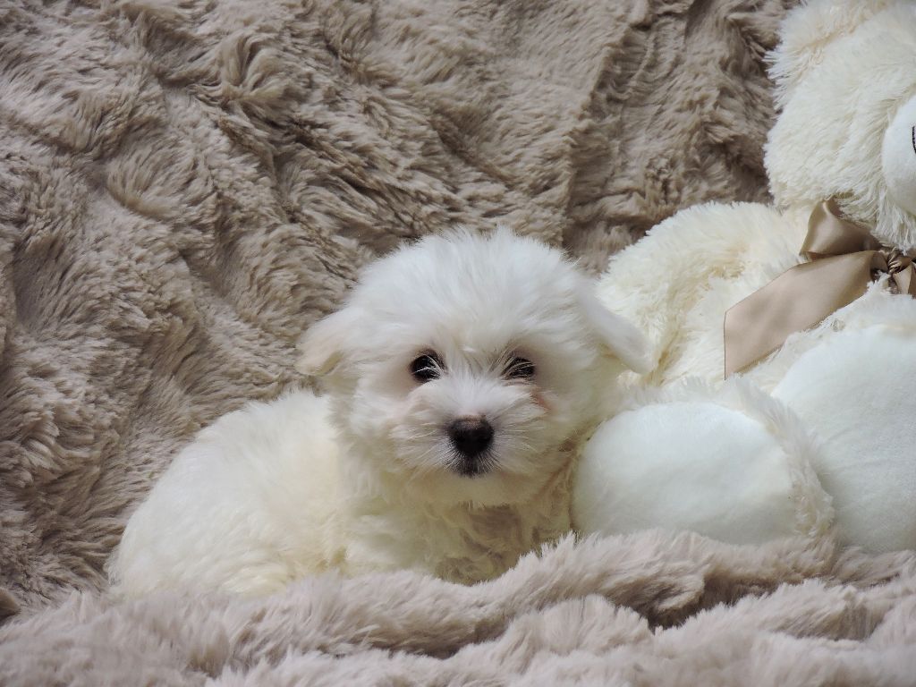 Elixir d'Aydoilles - Chiot disponible  - Coton de Tulear