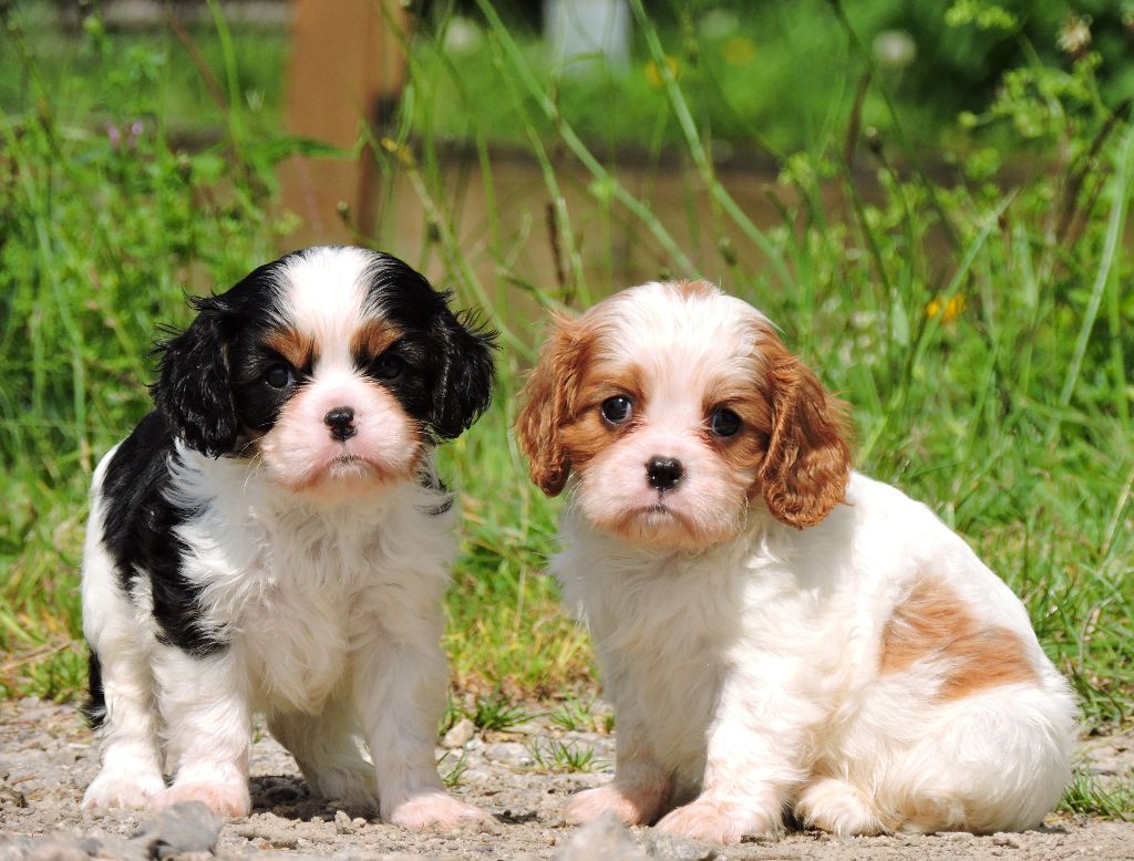 chiot Cavalier King Charles Spaniel Elixir d'Aydoilles