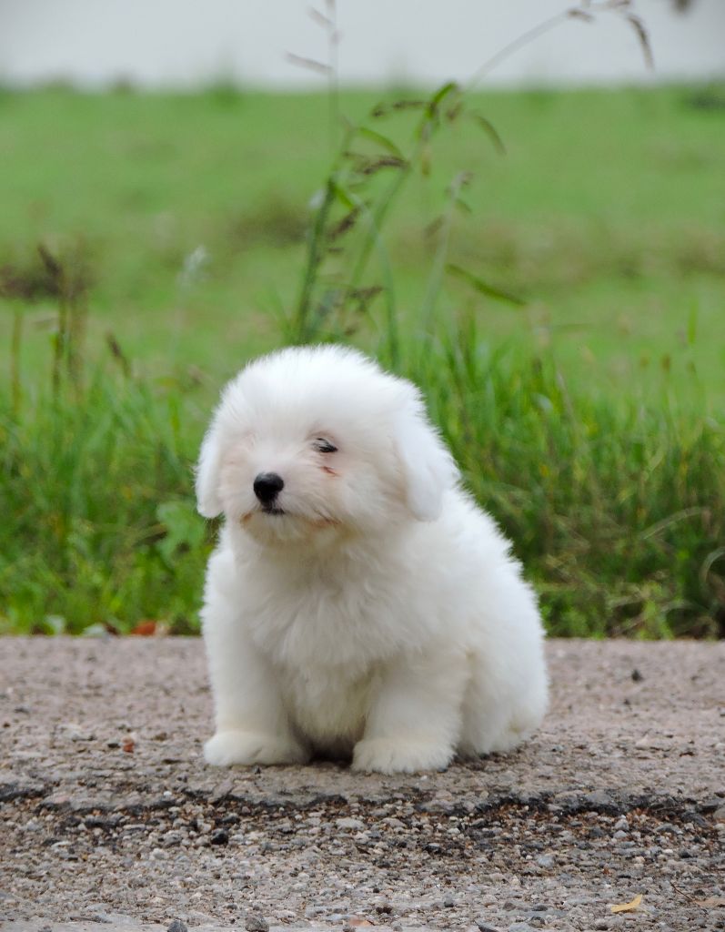 Elixir d'Aydoilles - Chiot disponible  - Coton de Tulear