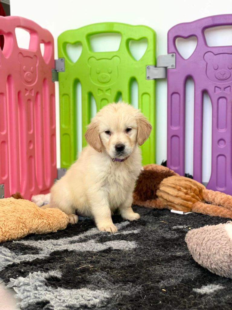 Elixir d'Aydoilles - Chiot disponible  - Golden Retriever