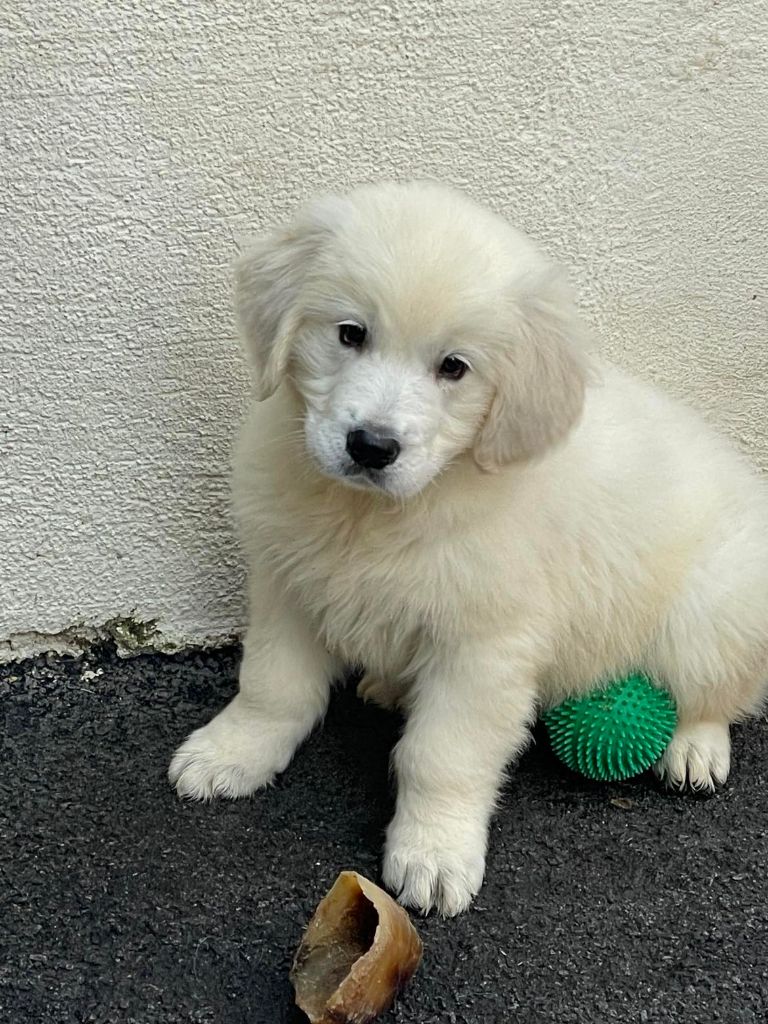 Elixir d'Aydoilles - Chiot disponible  - Golden Retriever