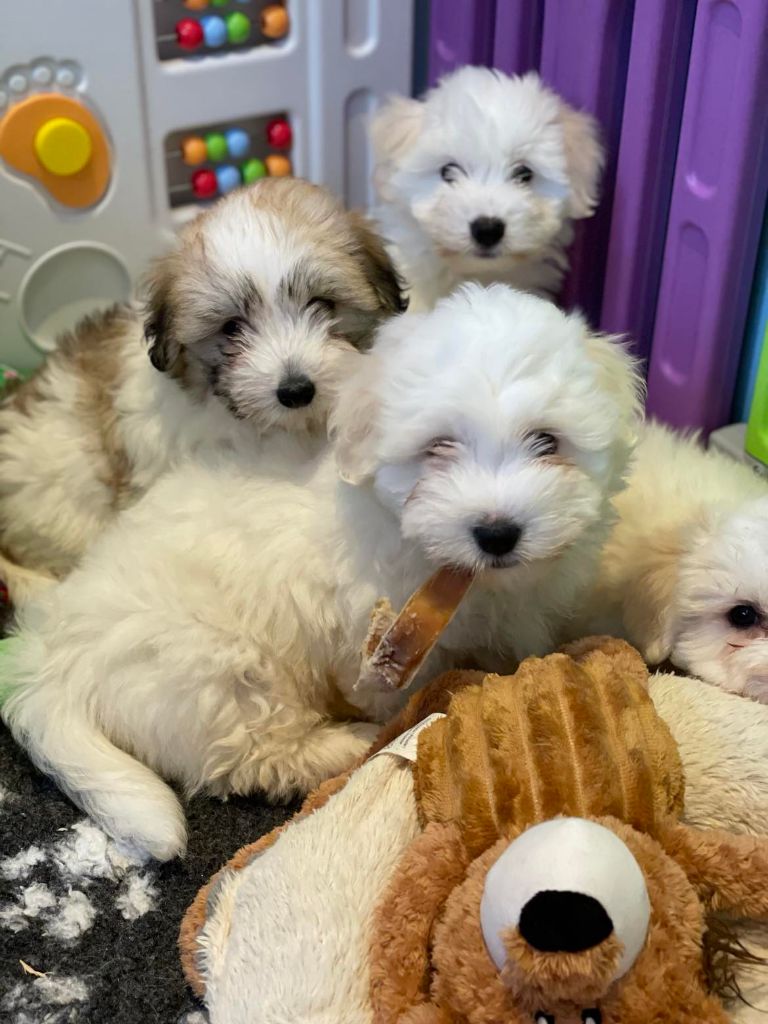 Elixir d'Aydoilles - Chiot disponible  - Coton de Tulear