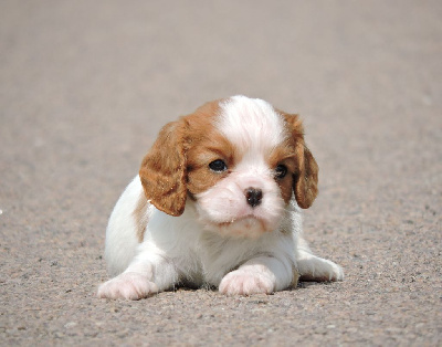 Elixir d'Aydoilles - Cavalier King Charles Spaniel - Portée née le 04/06/2023