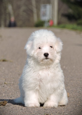 Elixir d'Aydoilles - Coton de Tulear - Portée née le 20/12/2023