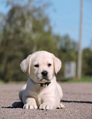 Elixir d'Aydoilles - Labrador Retriever - Portée née le 22/08/2022