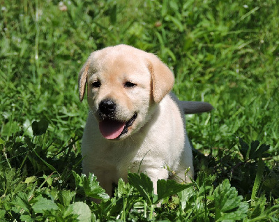 Elixir d'Aydoilles - Labrador Retriever - Portée née le 23/05/2024