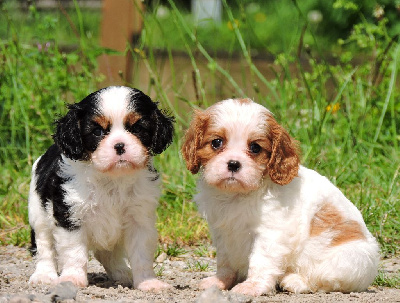 Elixir d'Aydoilles - Cavalier King Charles Spaniel - Portée née le 16/05/2024