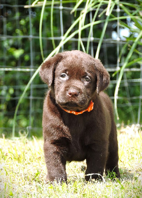 Elixir d'Aydoilles - Labrador Retriever - Portée née le 08/06/2024