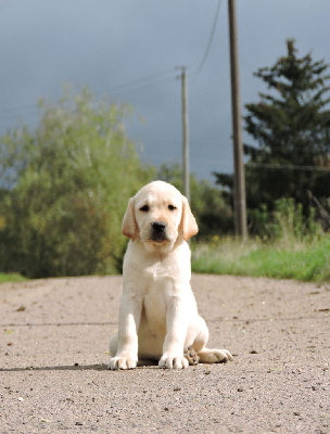 Elixir d'Aydoilles - Labrador Retriever - Portée née le 27/07/2024