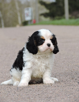 Elixir d'Aydoilles - Cavalier King Charles Spaniel - Portée née le 19/02/2023