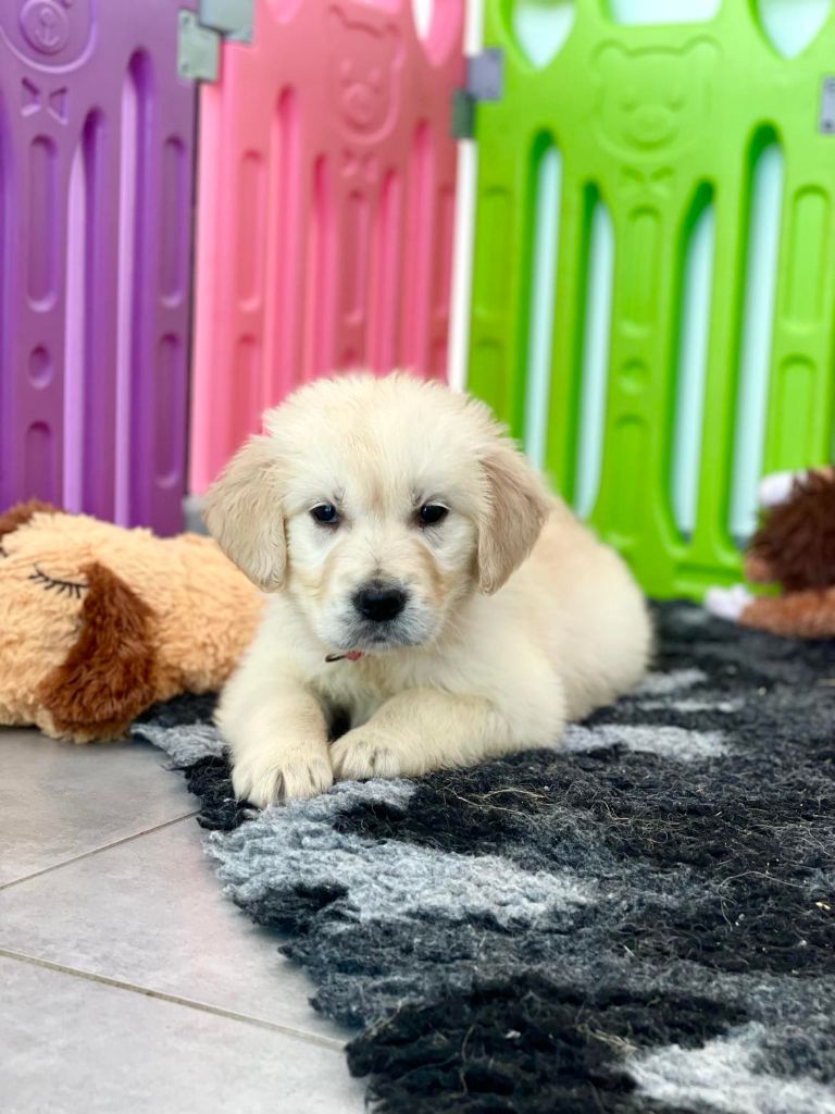 Elixir d'Aydoilles - Chiot disponible  - Golden Retriever