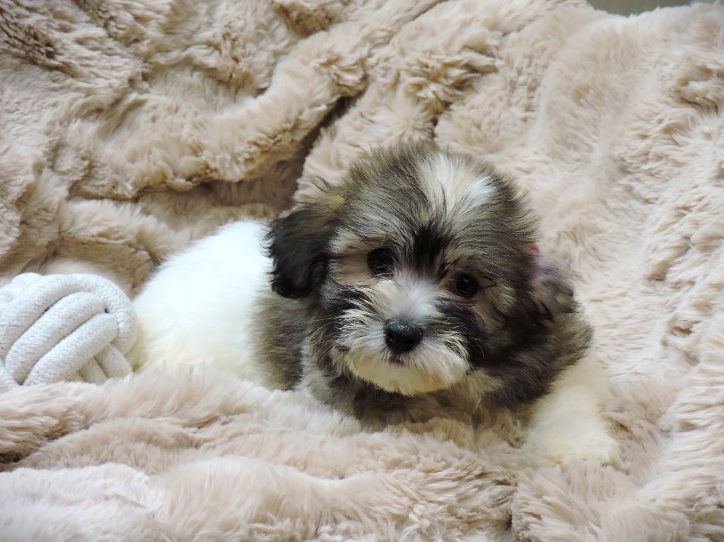 Elixir d'Aydoilles - Chiot disponible  - Coton de Tulear