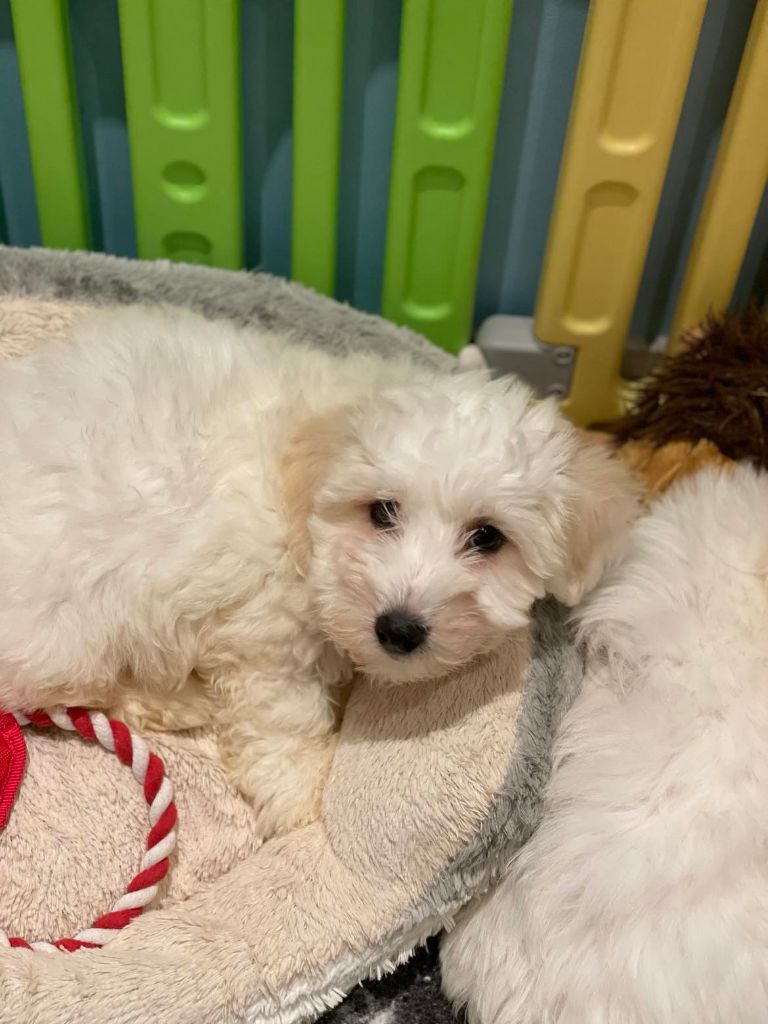 Elixir d'Aydoilles - Chiot disponible  - Coton de Tulear