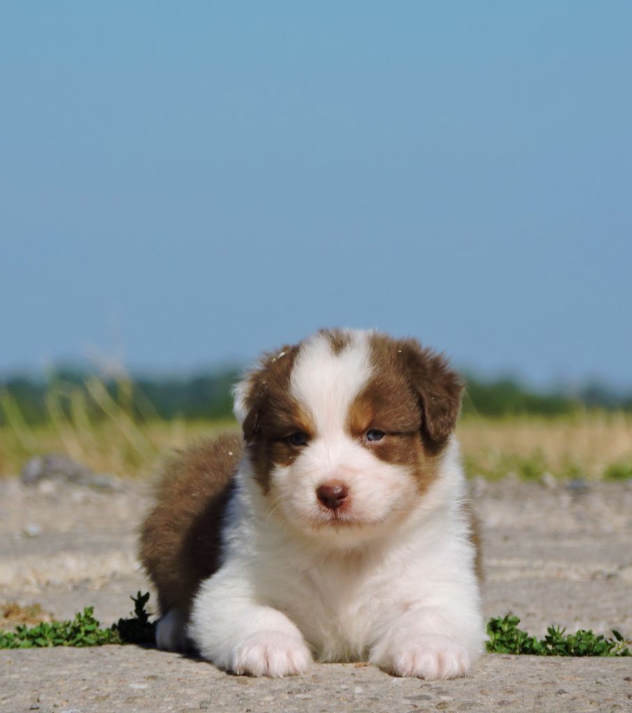 chiot Berger Australien Elixir d'Aydoilles