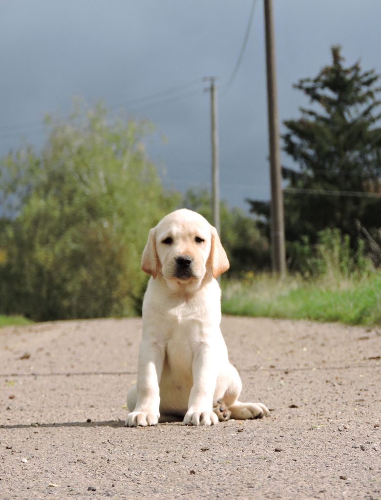 Elixir d'Aydoilles - Chiot disponible  - Labrador Retriever