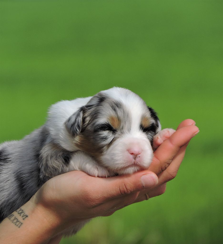 chiot Berger Australien Elixir d'Aydoilles