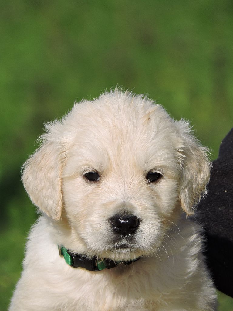 Elixir d'Aydoilles - Chiot disponible  - Golden Retriever