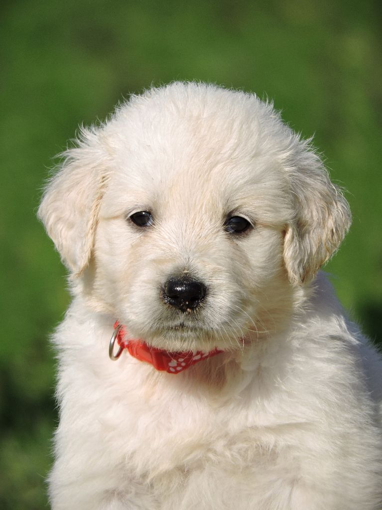 Elixir d'Aydoilles - Chiot disponible  - Golden Retriever