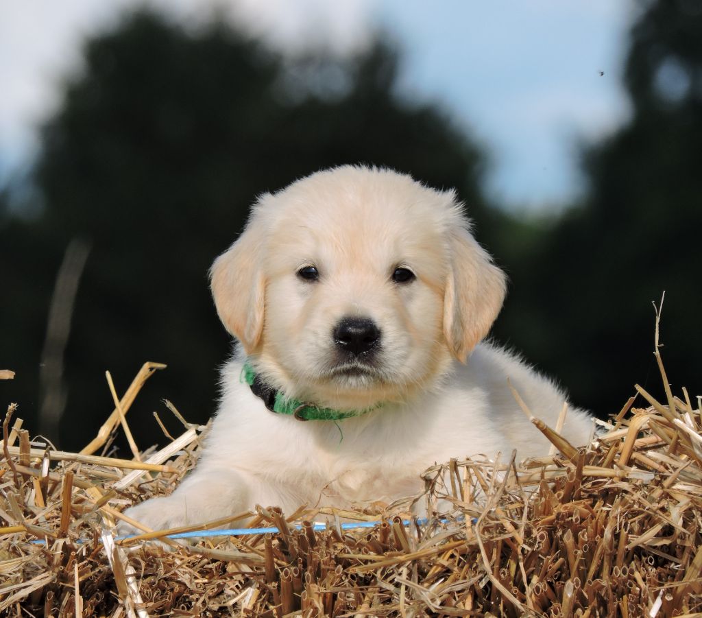 chiot Golden Retriever Elixir d'Aydoilles