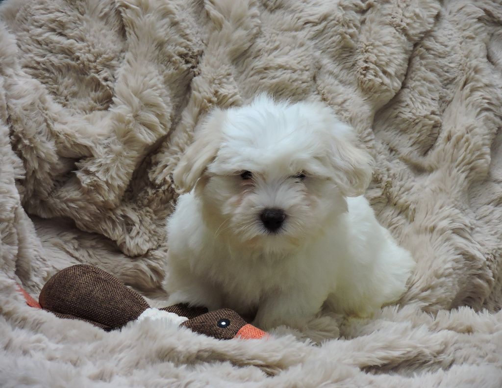 Elixir d'Aydoilles - Chiot disponible  - Coton de Tulear