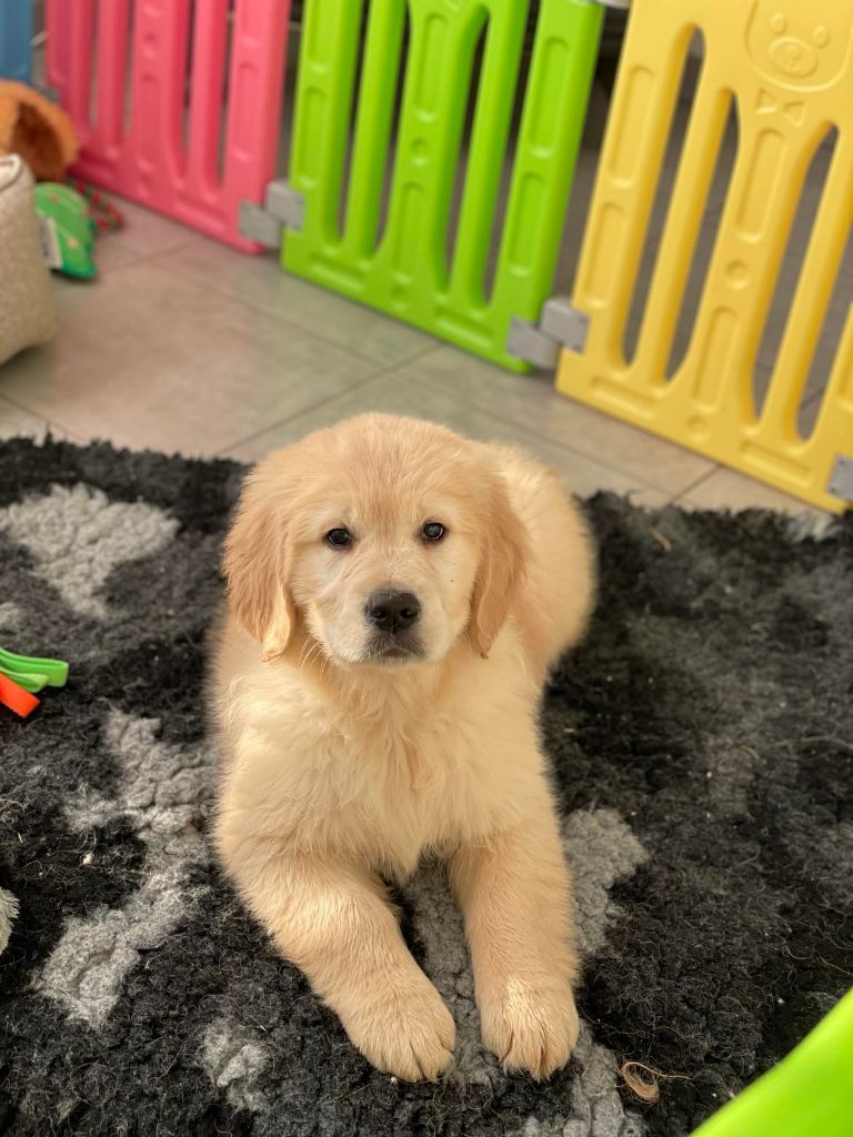 Elixir d'Aydoilles - Chiot disponible  - Golden Retriever