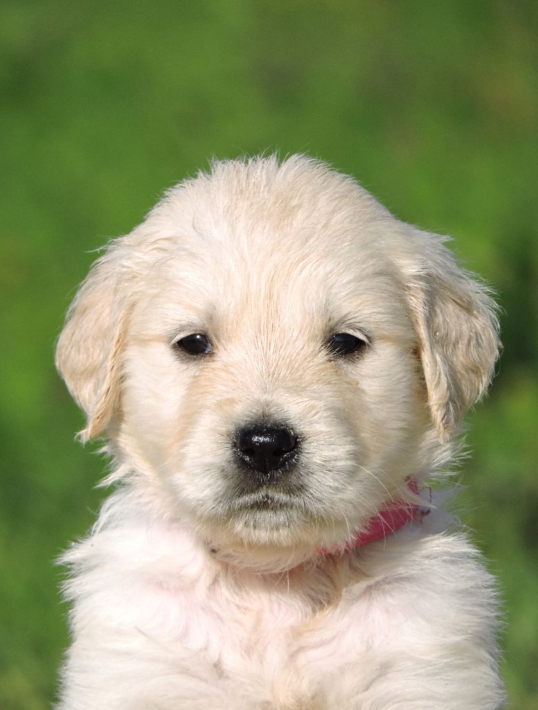 Elixir d'Aydoilles - Chiot disponible  - Golden Retriever