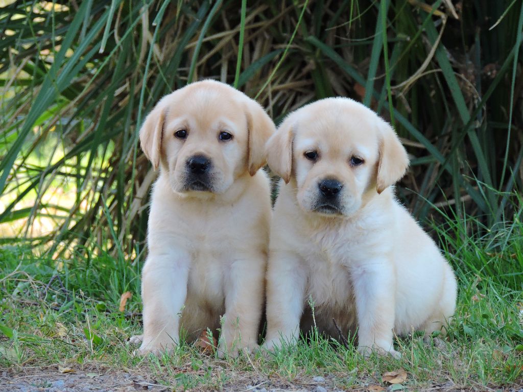 chiot Labrador Retriever Elixir d'Aydoilles