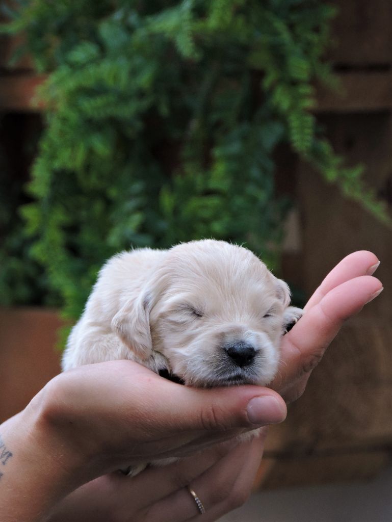 Chiot - Elevage Valentin Imperadori - Eleveur De Chiens Golden Retriever