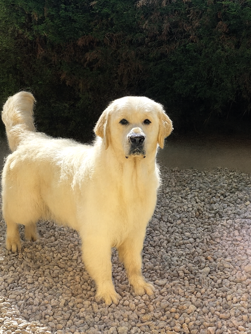 Ekler zolotaya nitochka