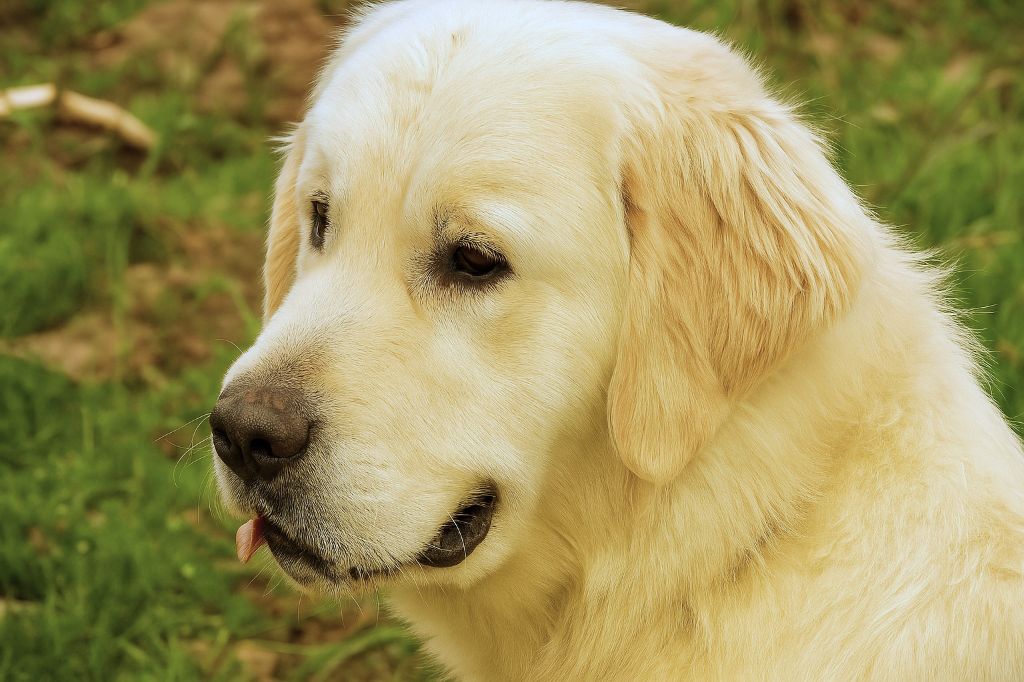 Ekler zolotaya nitochka