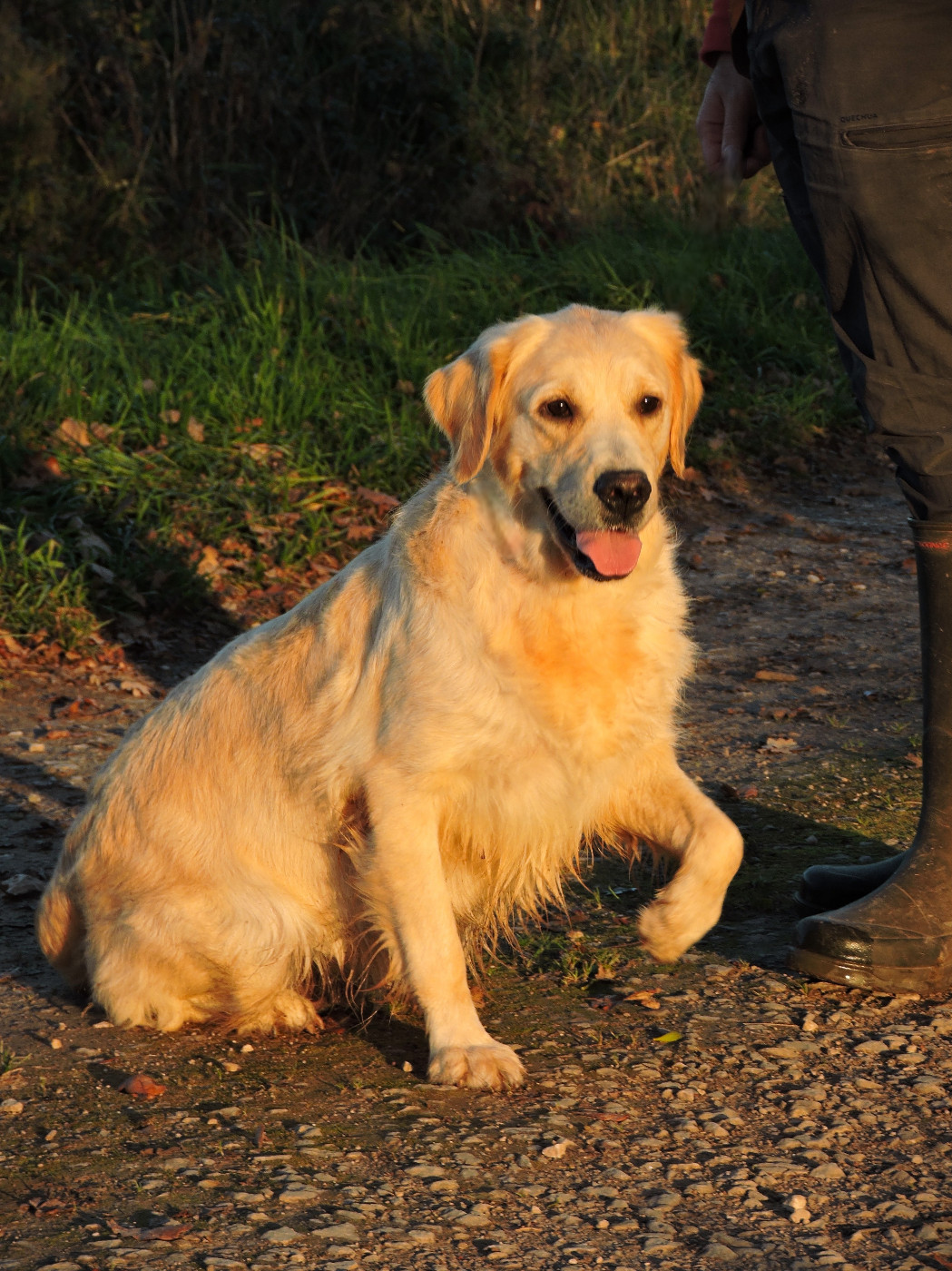 Souris Elixir d'Aydoilles