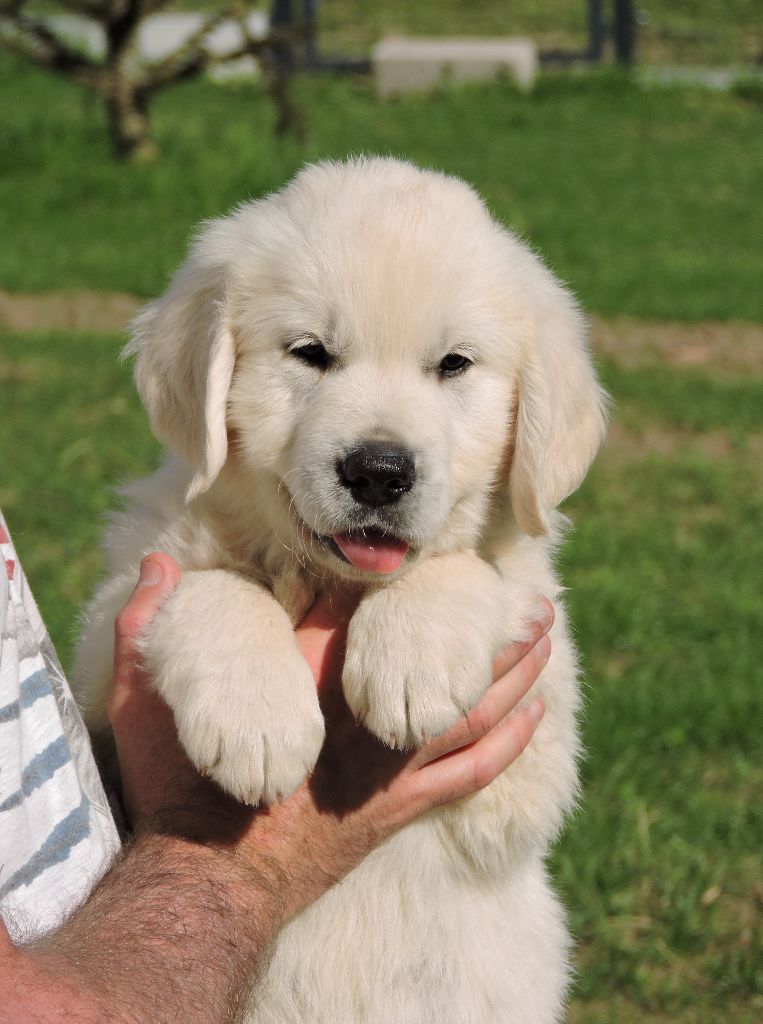 Elixir d'Aydoilles - Chiots disponibles - Golden Retriever