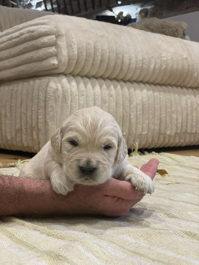 Elixir d'Aydoilles - Chiots disponibles - Golden Retriever