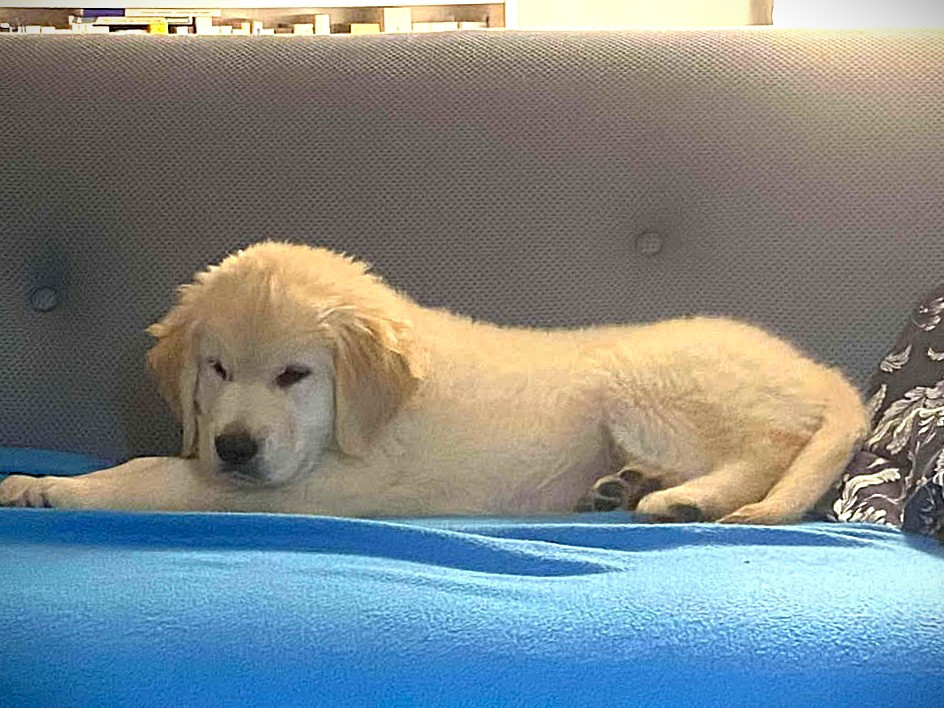 Elixir d'Aydoilles - Chiots disponibles - Golden Retriever