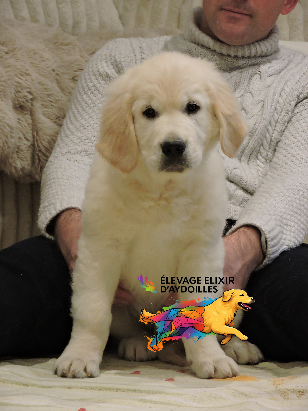 Elixir d'Aydoilles - Chiots disponibles - Golden Retriever
