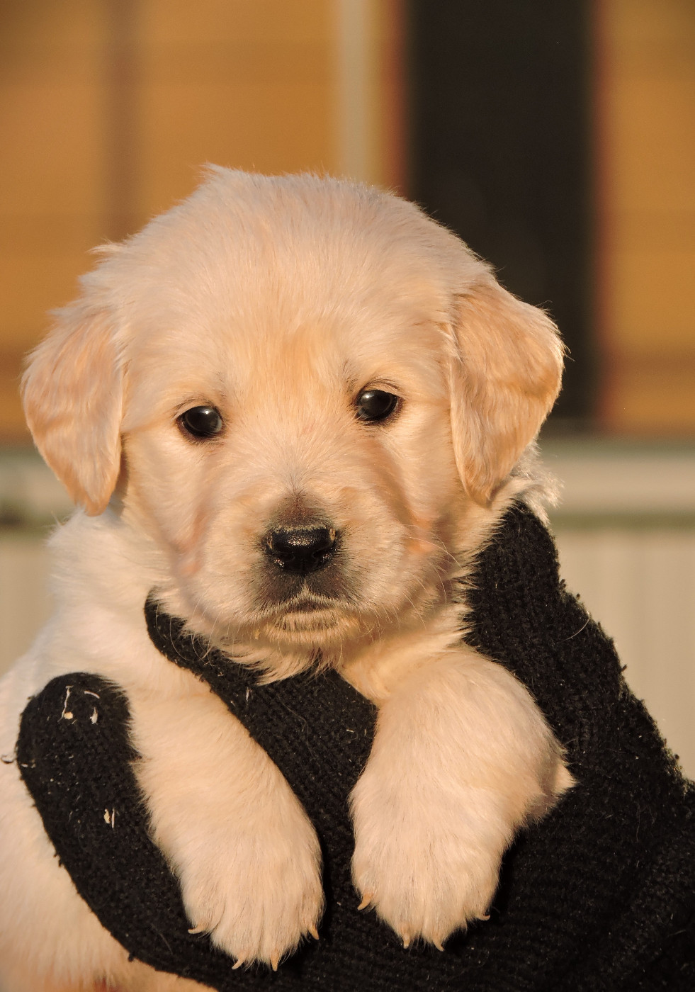 Elixir d'Aydoilles - Chiots disponibles - Golden Retriever