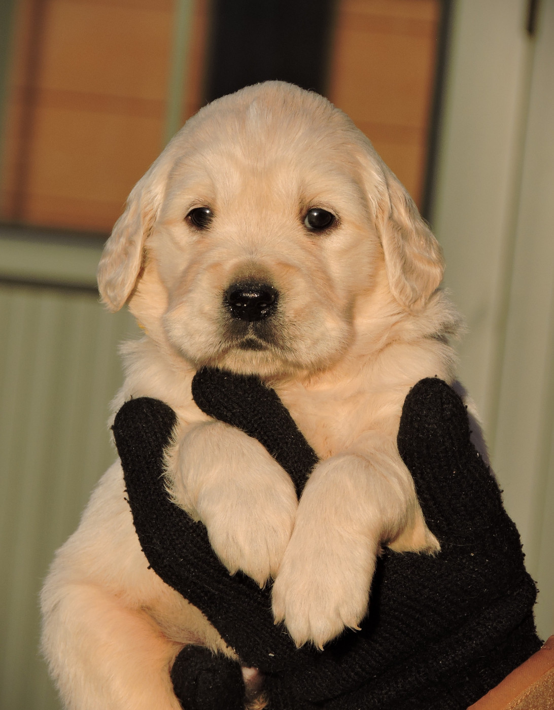 Elixir d'Aydoilles - Chiots disponibles - Golden Retriever